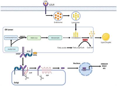 Targeting sterol-O-acyltransferase 1 to disrupt cholesterol metabolism for cancer therapy